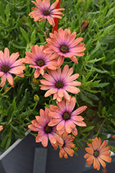 Bright Lights Horizon Sunset African Daisy