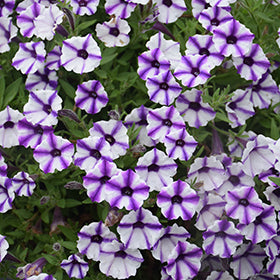 Supertunia Mini Vista Violet Petunia PW