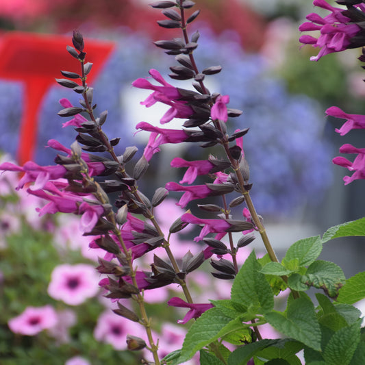 Unplugged Pink Salvia
