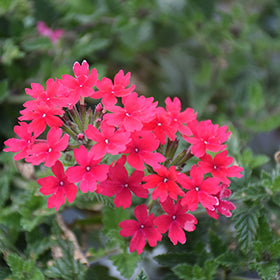 Superbena Raspberry Verbena
