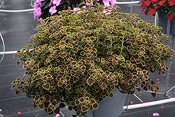 Burgundy Wedding Train Coleus