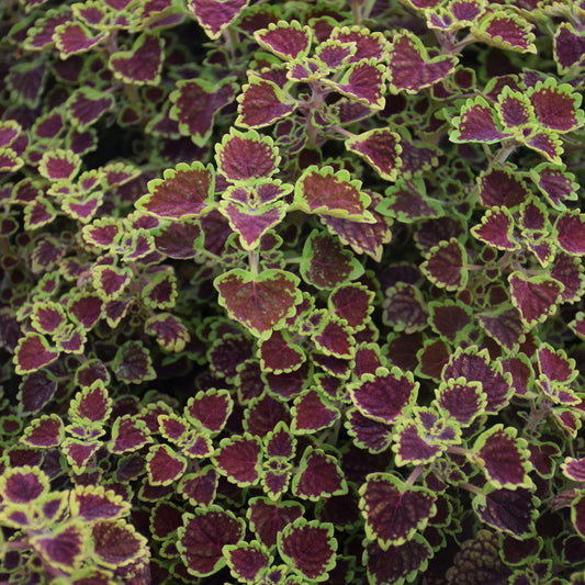 Burgundy Wedding Train Coleus