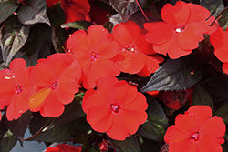 SunPatiens Compact Deep Red Impatiens