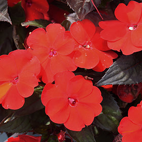 SunPatiens Compact Deep Red Impatiens