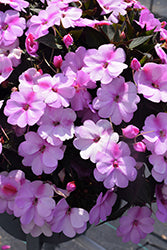 SunPatiens Compact Lavender Splash Impatiens