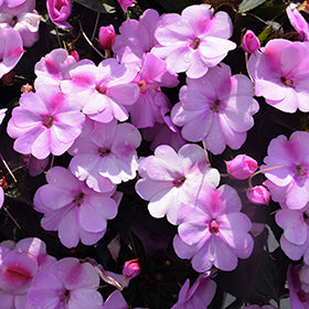 SunPatiens Compact Lavender Splash Impatiens