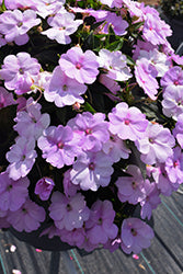 SunPatiens Compact Orchid Blush Impatiens
