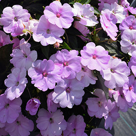SunPatiens Compact Orchid Blush Impatiens