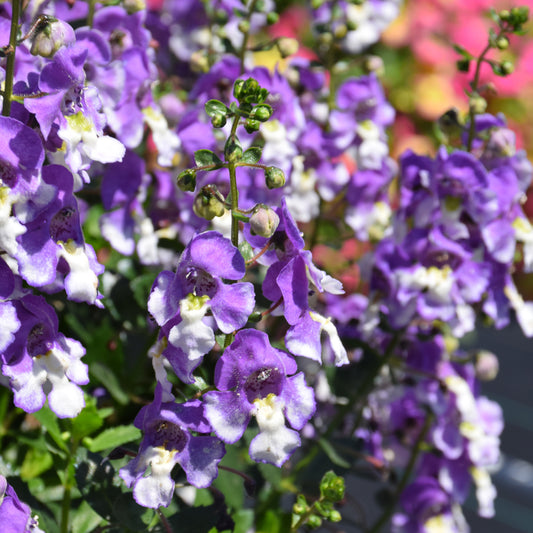 Alonia Big Bicolor Purple Angelonia