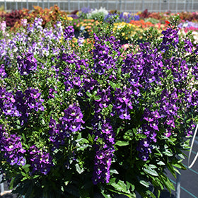Alonia Big Indigo Angelonia