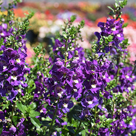 Alonia Big Indigo Angelonia