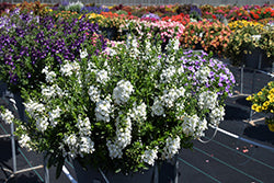 Alonia Big Snow Angelonia