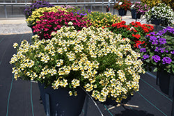 Nesia Sunshine Nemesia