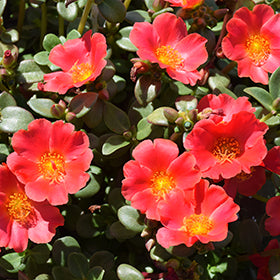 Nano Twist Portulaca 4.5"
