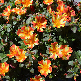 Nano Twist Portulaca 4.5"
