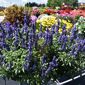 Sallyfun Deep Ocean Salvia