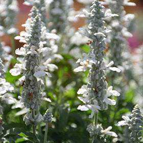 Sallyfun Pure White Salvia