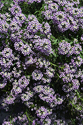 Stream Lavender Sweet Alyssum