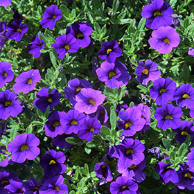 Cabaret Midnight Blue Calibrachoa