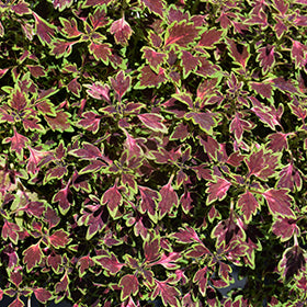 Microblaze Matchsticks Coleus