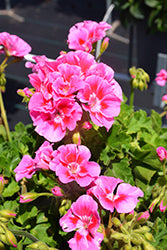 Dynamo Pink Flare Geranium