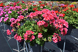 Fantasia Strawberry Sizzle Geranium