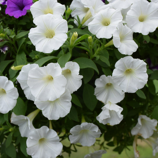 Supertunia Mini Vista White Petunia PW