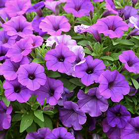 Supertunia Mini Vista Indigo Petunia