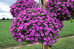 Supertunia Vista Jazzberry Petunia