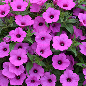 Supertunia Vista Jazzberry Petunia