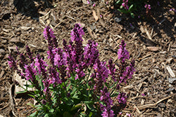 Pink Nebula Meadow Sage (Salvia)