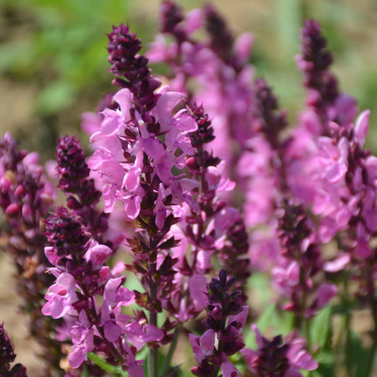Pink Nebula Meadow Sage (Salvia)