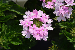 Superbena Pink Cashmere Verbena PW