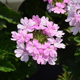 Superbena Pink Cashmere Verbena PW