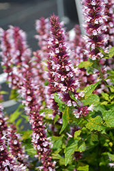 Beelicious Pink Hyssop (Agastache)