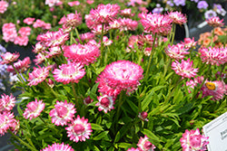 Granvia Pink Strawflower (Bracteantha)