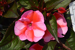 SunPatiens Compact Red Candy Impatiens