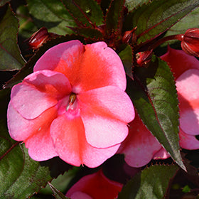 SunPatiens Compact Red Candy Impatiens