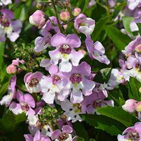 Alonia Big Bicolor Pink Angelonia
