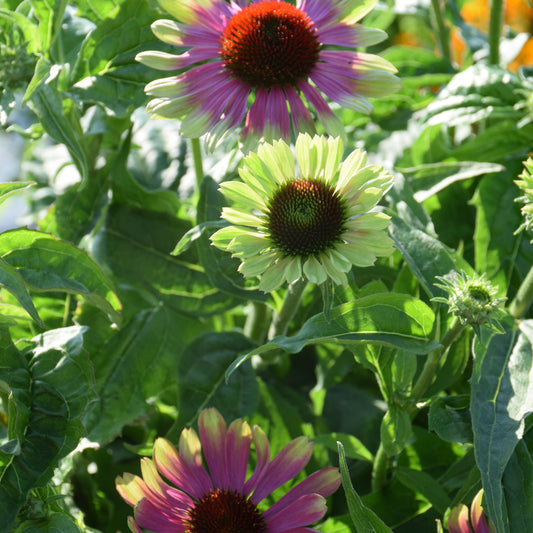 Prairie Blaze Vintage Lime Coneflower