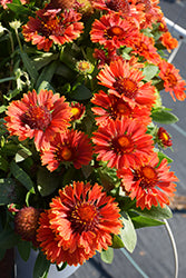 SpinTop Yellow Touch Blanket Flower (Gaillardia)