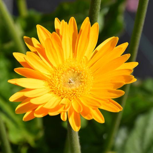 Garvinea Sweet Smile Gerbera Daisy