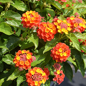 Shamrock Series Lantana 1G/2.5QT