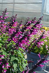 Unplugged Pink Salvia