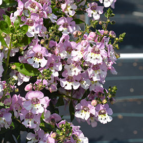 Alonia Big Bicolor Pink Angelonia
