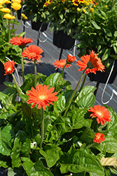 Garvinea Sweet Glow Gerbera Daisy