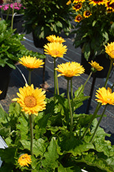 Garvinea Sweet Smile Gerbera Daisy