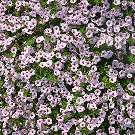 Supertunia Mini Vista Pink Star Petunia PW