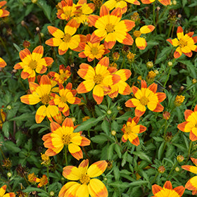 Bidy Boom Red Bidens