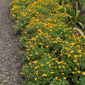 Bidy Boom Red Bidens